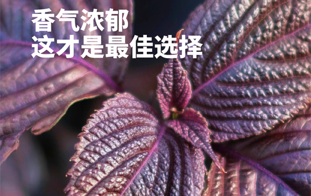 蛙來噠