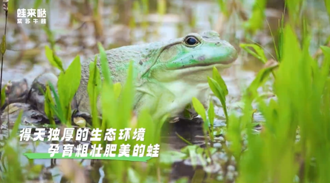 蛙來噠